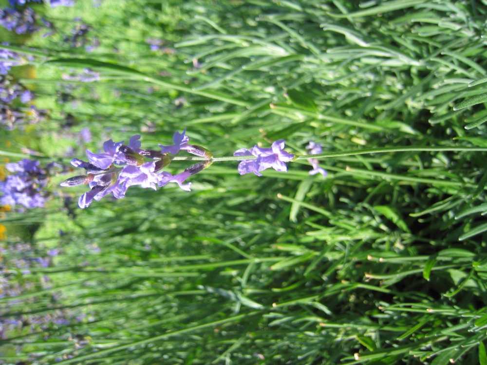 Lavandula angustifolia 'Munstead' (Lavendel)
